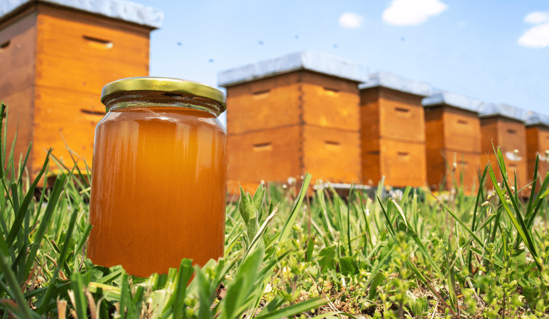 300 quilos de mel recolhidos em centrais solares