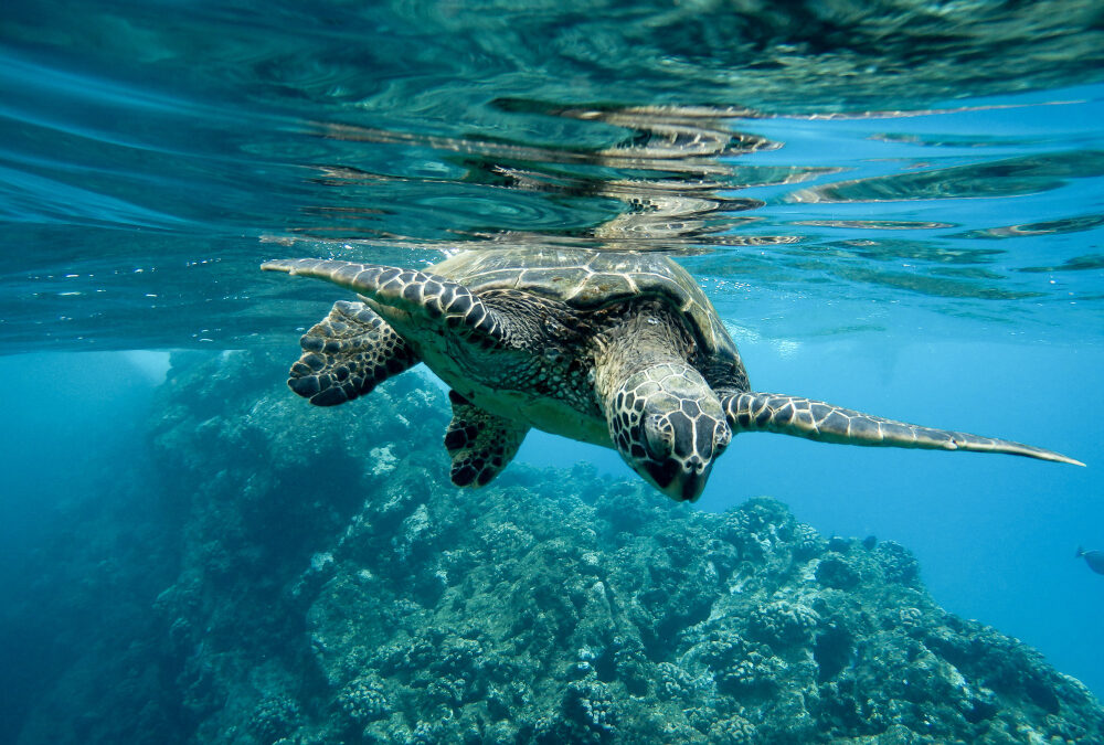 Festival internacional de cinema dedicado aos oceanos