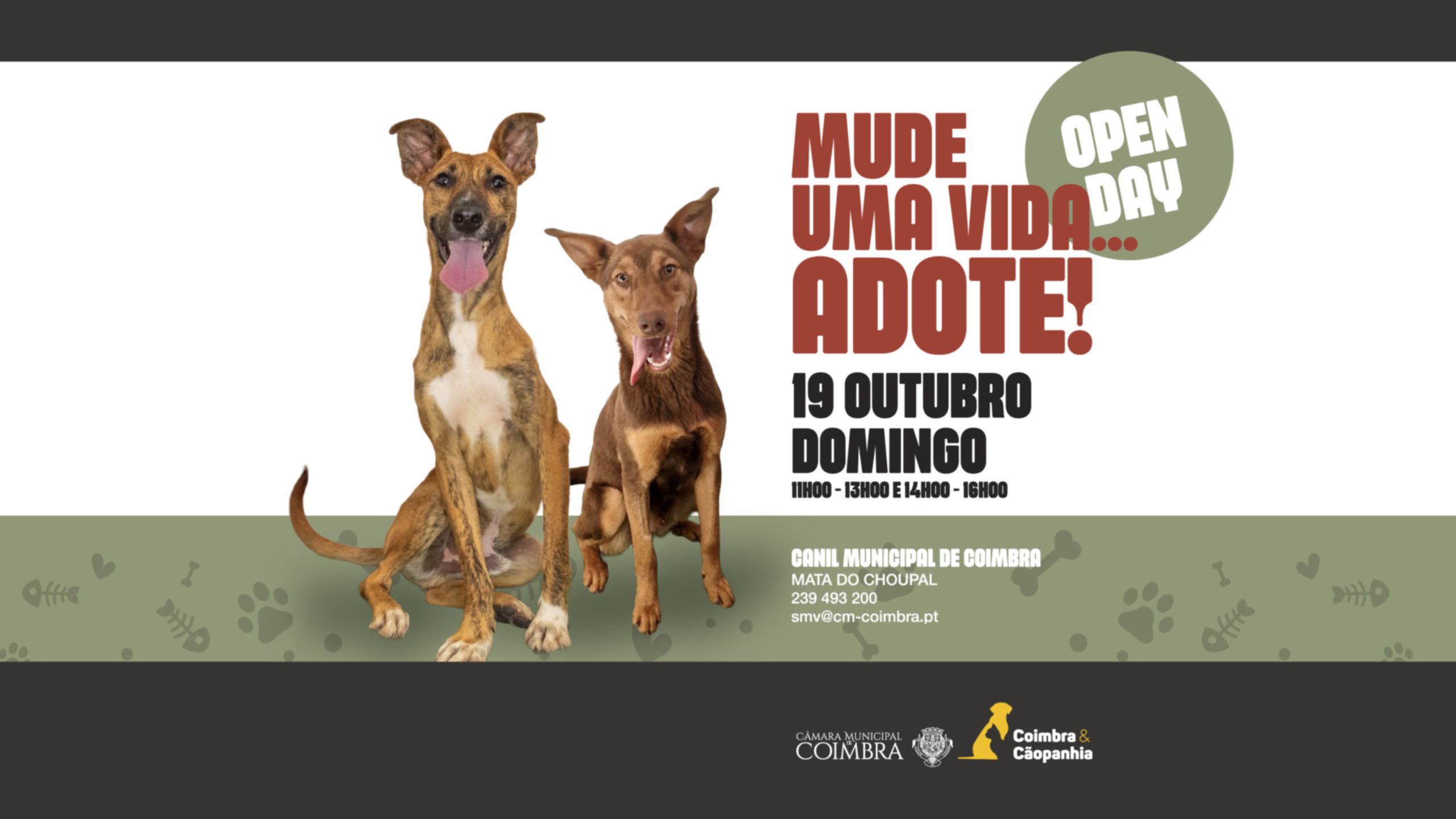 Coimbra promove Open Day no Canil Municipal para incentivar adoção responsável
