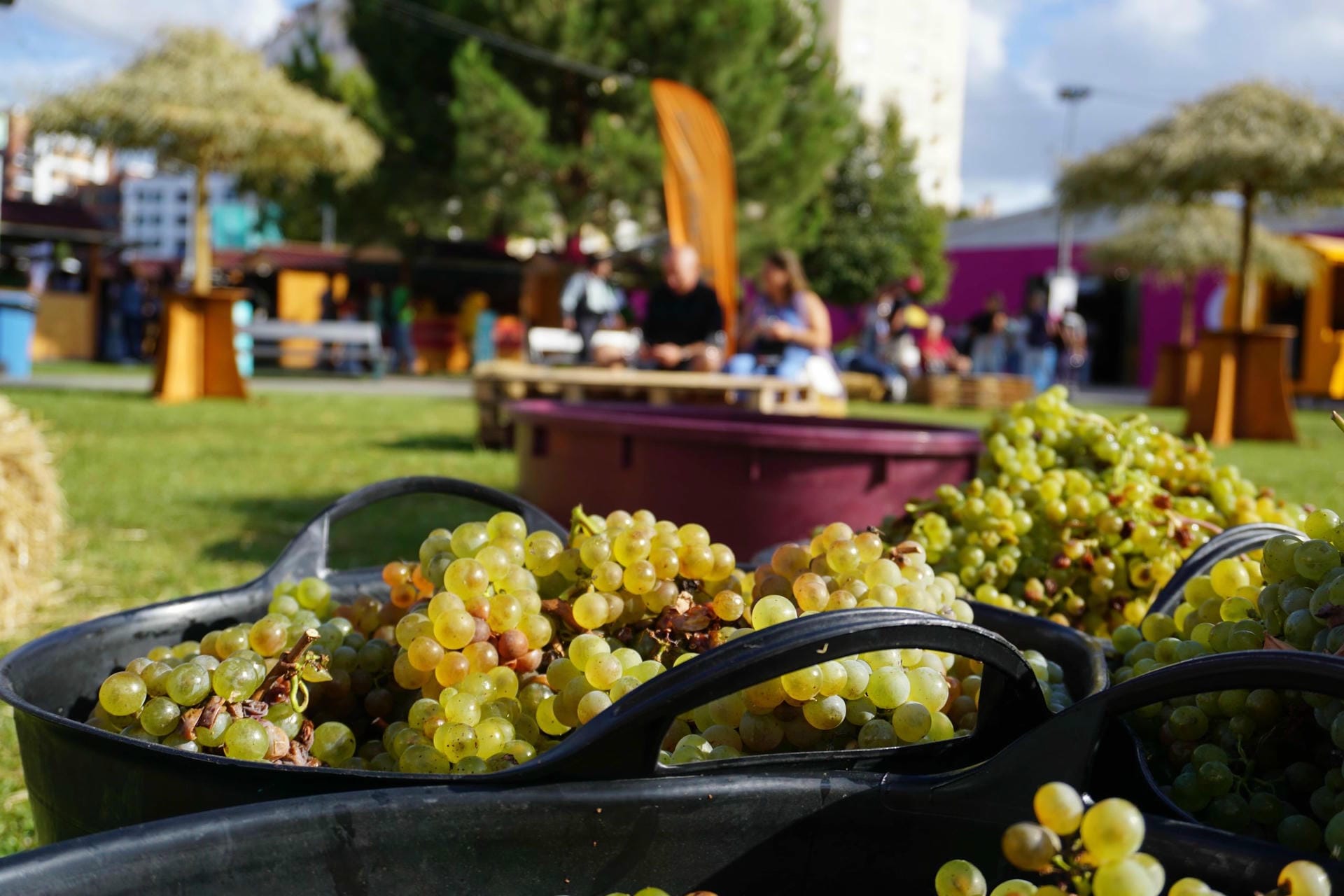 Alenquer celebra o Dia do Enoturismo com uma semana dedicada ao vinho e à tradição local