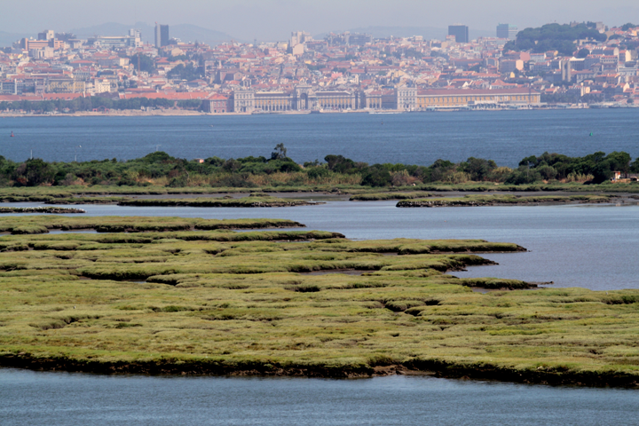 Descubra gratuitamente a riqueza natural dos sapais do Seixal