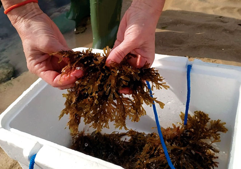 Portimão recebe conferência sobre alga invasora que ameaça costa algarvia