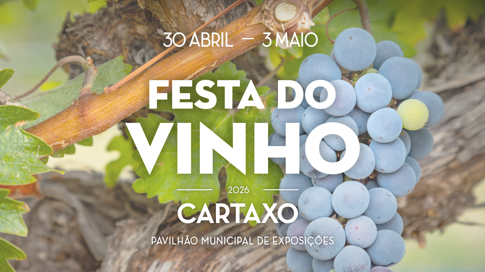 Festa do Vinho do Cartaxo destaca tradições ribatejanas, onde não faltam campinos e folclore