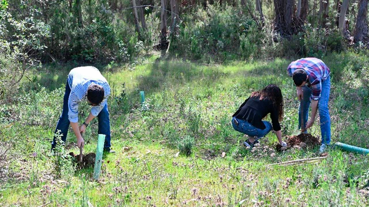 Loulé planta centenas de árvores e sensibiliza para práticas sustentáveis