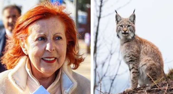 Serra da Malcata vai voltar a acolher o lince-ibérico em Penamacor
