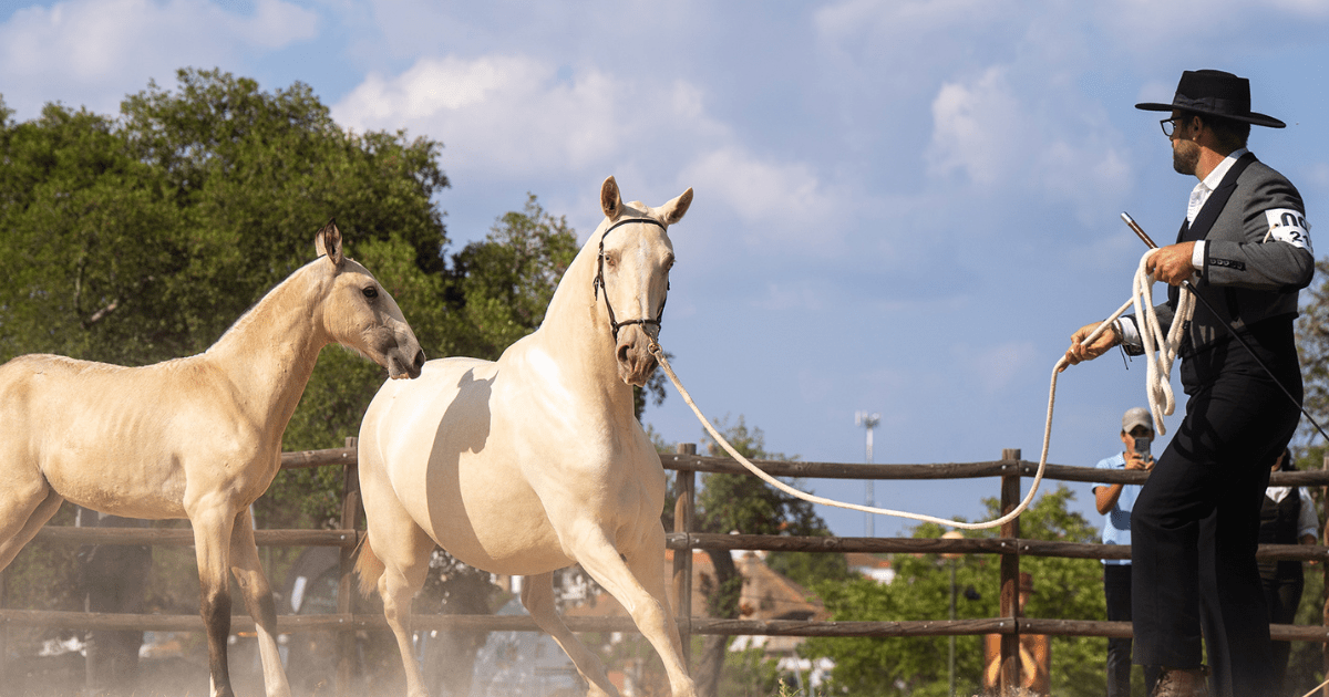 Feira Raiana de Idanha-a-Nova estreia concurso dedicado ao Cavalo Puro-Sangue Lusitano
