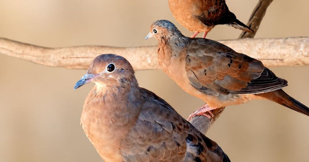 Zoo de Lagos celebra nascimento de três crias de uma espécie extinta na natureza