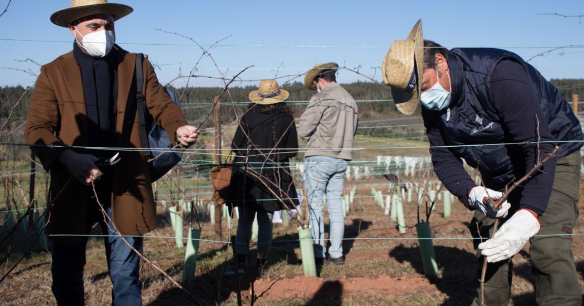 Gastronomia e vinhos da Bairrada em destaque com “São Domingos Summer Fest”