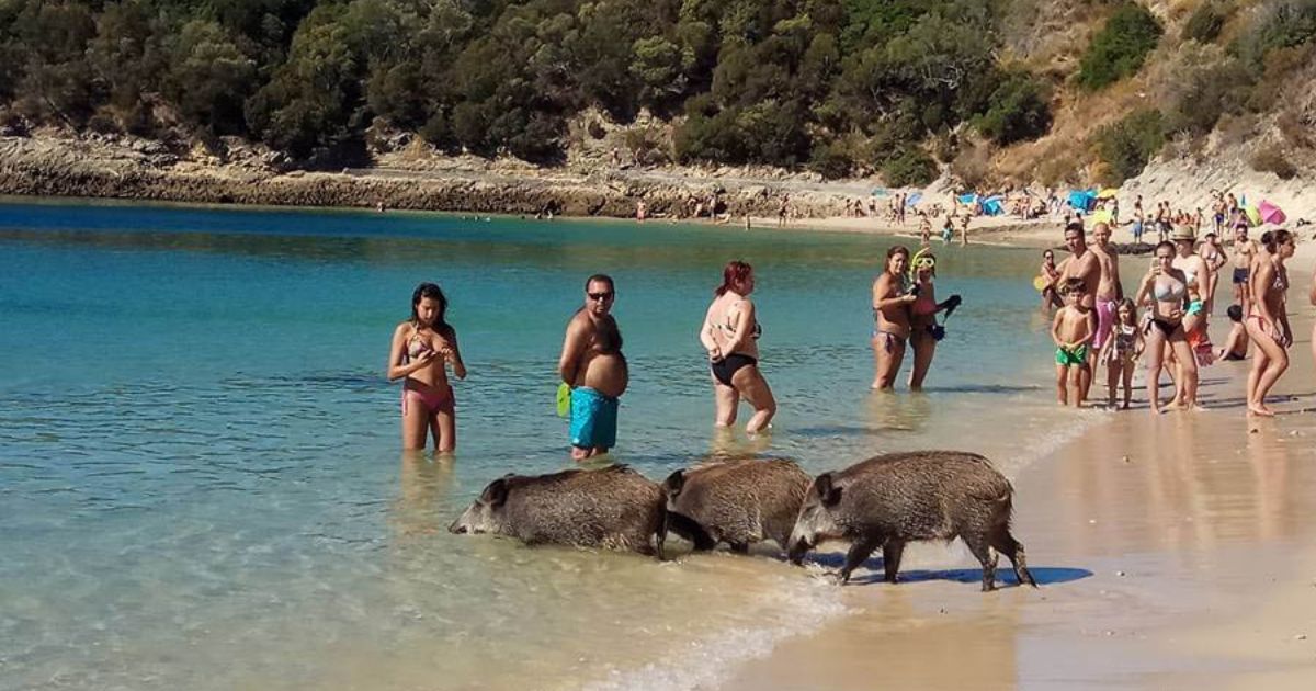 Autarquia de Setúbal e ICNF querem travar javalis na cidade