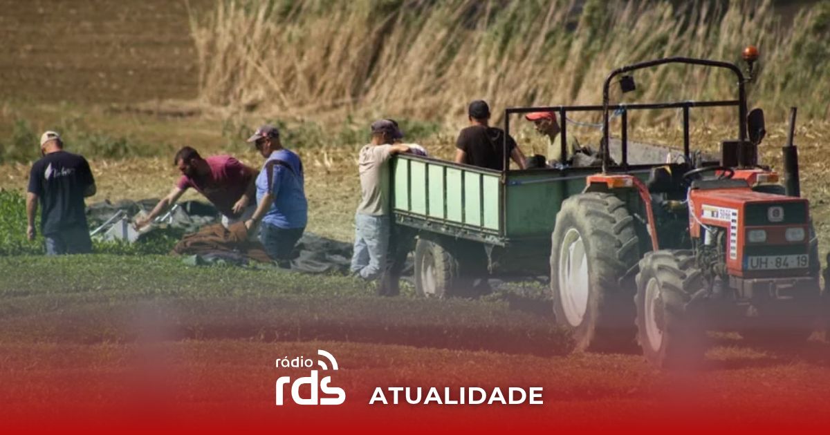 Campo agrícola de cultivo